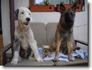 Jork��rsk� terier, Yorkshire Terrier,