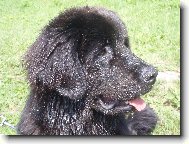 Newfoundland \(Dog standard\)