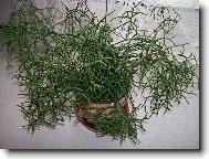 Hatiora rosea,  Hatiora graeseri