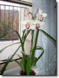 Cymbidium orchid