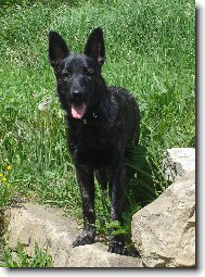 Dutch Shepherd Dog