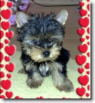 Jork��rsk� terier, Yorkshire Terrier,