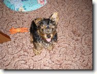 Jork��rsk� terier, Yorkshire Terrier,
