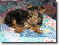 Jork��rsk� terier, Yorkshire Terrier,