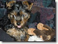 Jork��rsk� terier, Yorkshire Terrier,