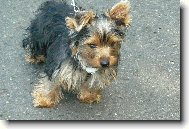 Jork��rsk� terier, Yorkshire Terrier,