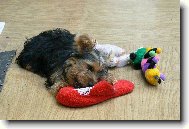 Jork��rsk� terier, Yorkshire Terrier,