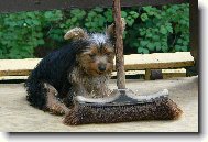 Jork��rsk� terier, Yorkshire Terrier,