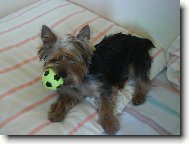 Jork��rsk� terier, Yorkshire Terrier,