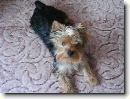 Jork��rsk� terier, Yorkshire Terrier,