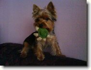 Jork��rsk� terier, Yorkshire Terrier,