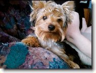 Jork��rsk� terier, Yorkshire Terrier,