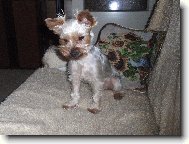 Jork��rsk� terier, Yorkshire Terrier,