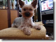 Jork��rsk� terier, Yorkshire Terrier,