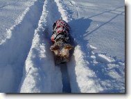 Jork��rsk� terier, Yorkshire Terrier,