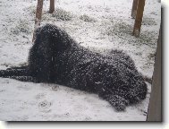 Newfoundland \(Dog standard\)