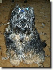 Tibetan Terrier