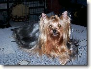 Jork��rsk� terier, Yorkshire Terrier,