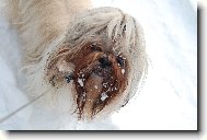 �icu, Shih-Tzu