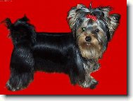 Jork��rsk� terier, Yorkshire Terrier,