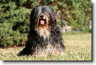 Tibetan Terrier