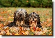 Tibetan Terrier