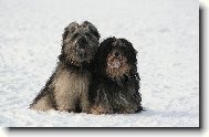 Tibetan Terrier