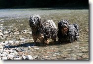 Tibetan Terrier