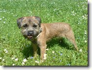 Border Terrier