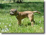 Border Terrier