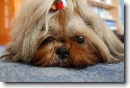 �icu, Shih-Tzu