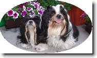�icu, Shih-Tzu
