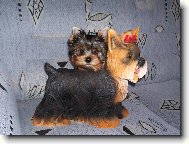 Jork��rsk� terier, Yorkshire Terrier,