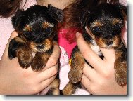 Jork��rsk� terier, Yorkshire Terrier,