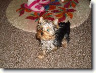 Jork��rsk� terier, Yorkshire Terrier,