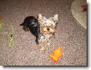 Jork��rsk� terier, Yorkshire Terrier,