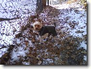 Jork��rsk� terier, Yorkshire Terrier,