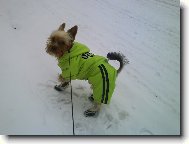 Jork��rsk� terier, Yorkshire Terrier,