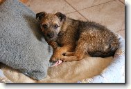 Border Terrier