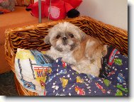 �icu, Shih-Tzu