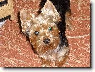 Jork��rsk� terier, Yorkshire Terrier,