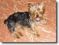 Jork��rsk� terier, Yorkshire Terrier,