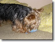 Jork��rsk� terier, Yorkshire Terrier,