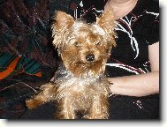 Jork��rsk� terier, Yorkshire Terrier,