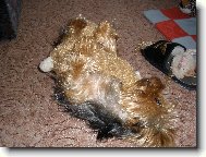 Jork��rsk� terier, Yorkshire Terrier,