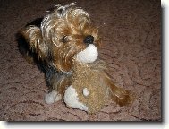 Jork��rsk� terier, Yorkshire Terrier,