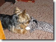 Jork��rsk� terier, Yorkshire Terrier,
