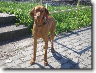 Hungarian short-haired pointer \(vizsla\) \(Dog standard\)