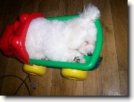 Bichon � poil fris�, Bichon Frise