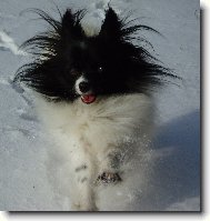 Continental Toy Spaniel